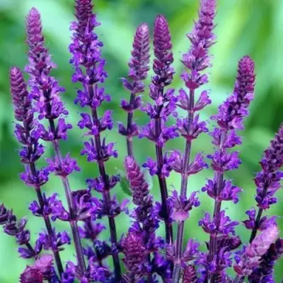 Шалфей КАРАДОНА в Бресте