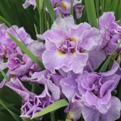 Ирис ХЭВИНГ ФАН сибирский в Бресте