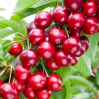 Вишня МАЛЮТКА колонновидная в Бресте