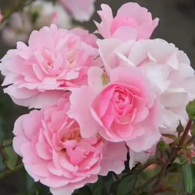 Роза БОНИКА флорибунда в Бресте