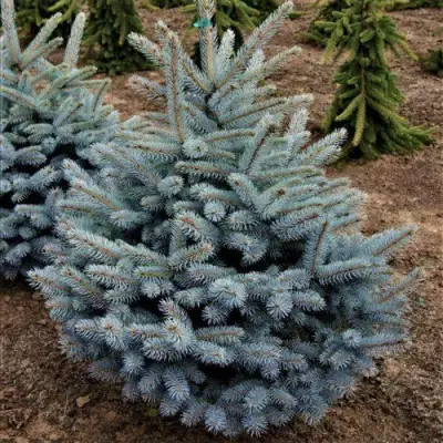 Ель МИСТИ БЛЮ голубая в Бресте