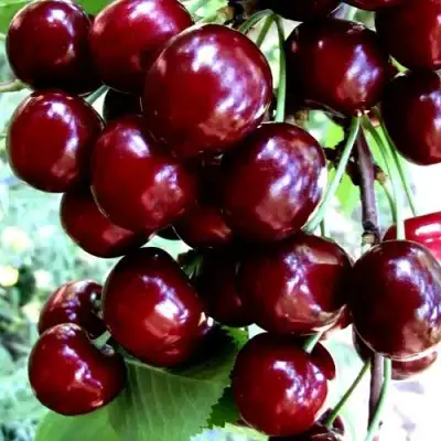 Черешня ОЛЕНЬКА в Бресте
