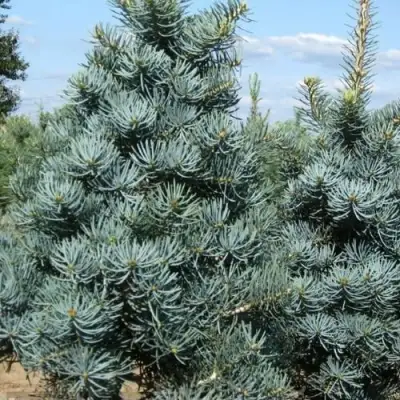 Пихта КОНКОЛОР в Бресте