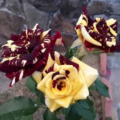 Роза АБРАКАДАБРА чайно-гибридная в Бресте