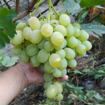 Виноград ВАНЮША в Бресте