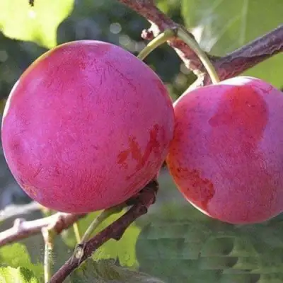 Слива ДЕЛИКАТНАЯ в Бресте