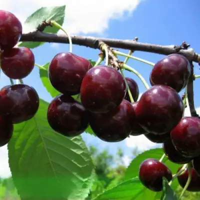 Дюк ЧУДО-ВИШНЯ в Бресте