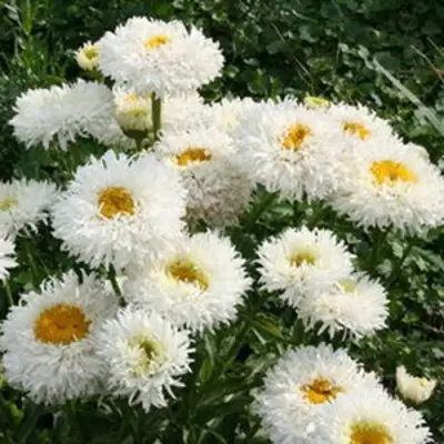 Нивяник КРЕЙЗИ ДЕЙЗИ наибольший в Бресте