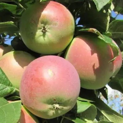 Яблоня МОСКОВСКОЕ ЗИМНЕЕ в Бресте