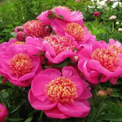 Пион ДОРИН травянистый в Бресте