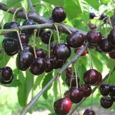 Черешня ЛЮБИМИЦА АСТАХОВА в Бресте