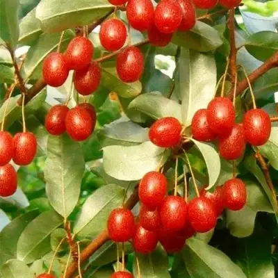 ГУМИ (ЛОХ МНОГОЦВЕТКОВЫЙ) в Бресте