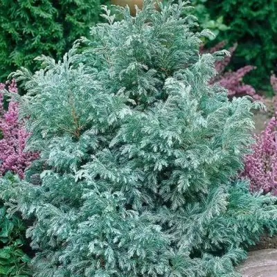 Кипарисовик БУЛЕВАРД горохоплодный в Бресте