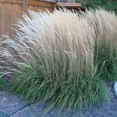 Вейник КАРЛ ФОРСТЕР остроцветковый в Бресте