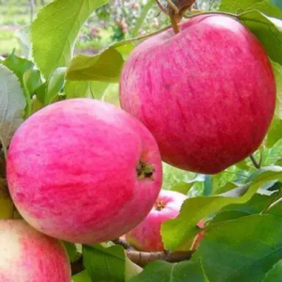 Яблоня РОЗОВЫЙ НАЛИВ в Бресте