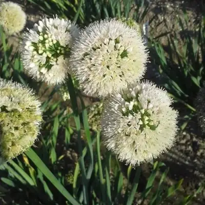 Лук слизун в Бресте