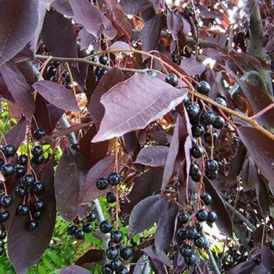 Черемуха виргинская ШУБЕРТ в Бресте