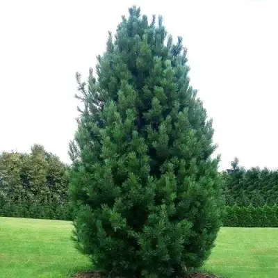 Сосна кедровая европейская в Бресте