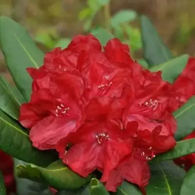 Рододендрон БУЗУКИ в Бресте