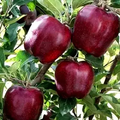 Яблоня РЕД ЧИФ в Бресте