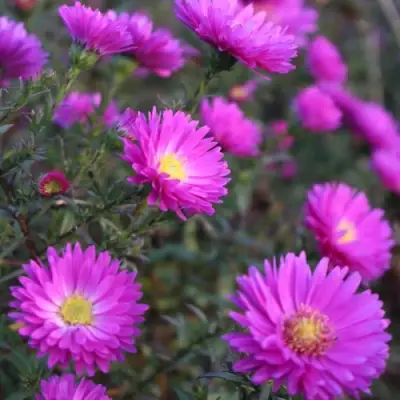 Астра КАРМИНКУППЕЛЬ в Бресте