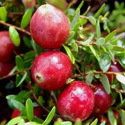 Клюква СТИВЕНС в Бресте