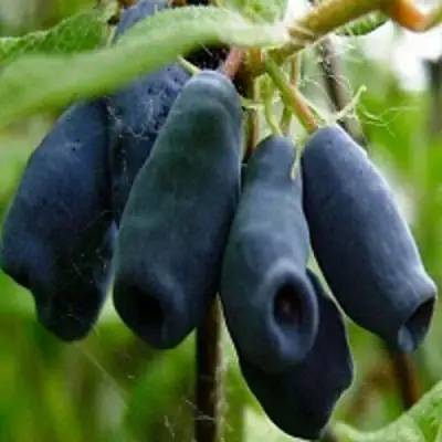 Жимолость съедобная НАРЫМСКАЯ в Бресте