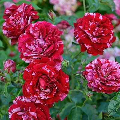 Роза ДИП ИМПРЕШН флорибунда в Бресте