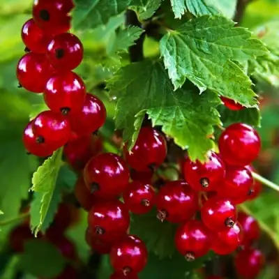 Смородина красная РОЛАН в Бресте