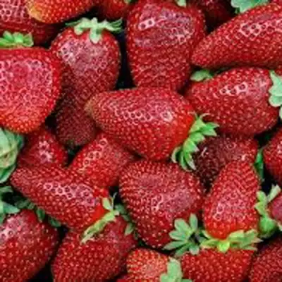 Клубника СКАЛА в Бресте