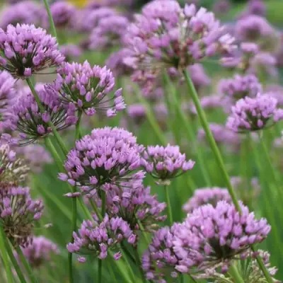 Лук угловатый в Бресте