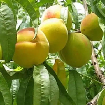 Персик СЕЯНЕЦ СТАРКА в Бресте