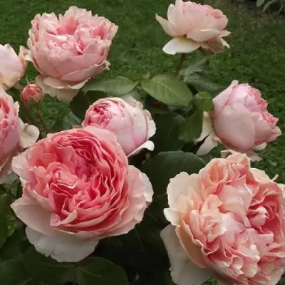 Роза ФИЛИНГ чайно-гибридная в Бресте