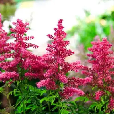 Астильба ЮНИК КАРМИН гибридная в Бресте
