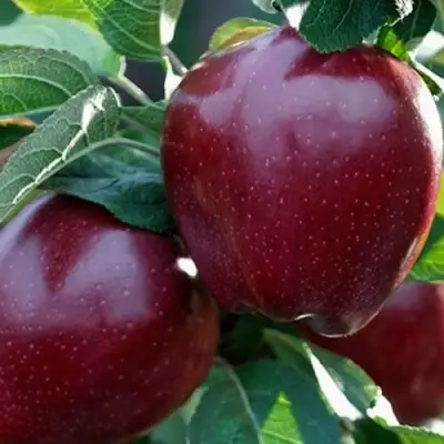 Яблоня РЕД ЧИФ в Бресте