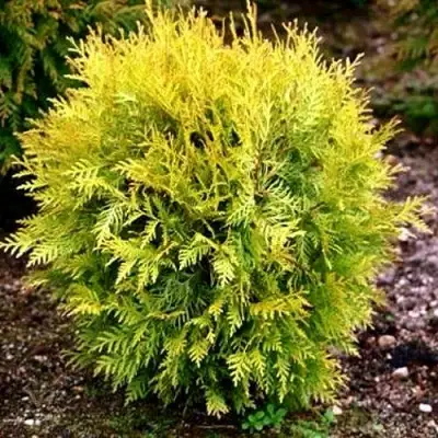 Туя ГЛОБОЗА АУРЕА западная в Бресте