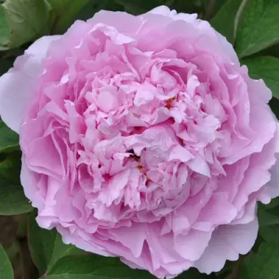 Пион ПРОЗРАЧНАЯ РОСА древовидный в Бресте