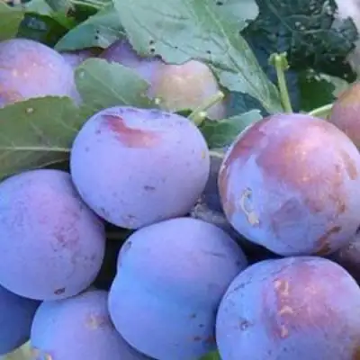 Слива НАГРАДА НЕМАНСКАЯ в Бресте