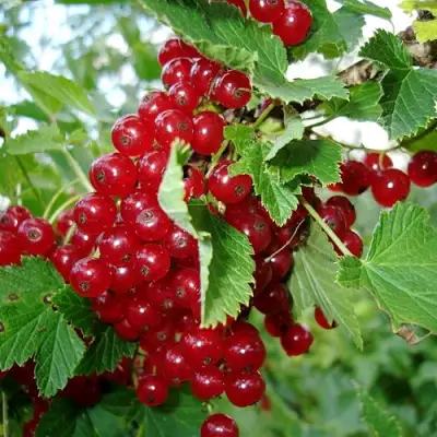 Смородина красная ГОЛЛАНДСКАЯ КРАСНАЯ в Бресте