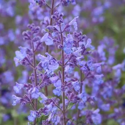 Котовник КИТ КЭТ фассена в Бресте