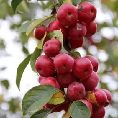 Яблоня РЕД ОБЕЛИСК колонновидная в Бресте