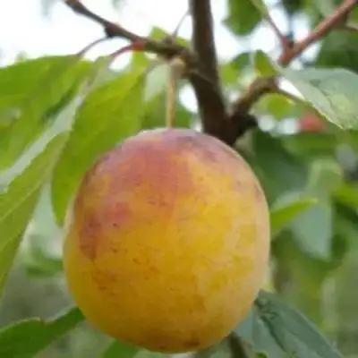 Слива ЯХОНТОВАЯ в Бресте