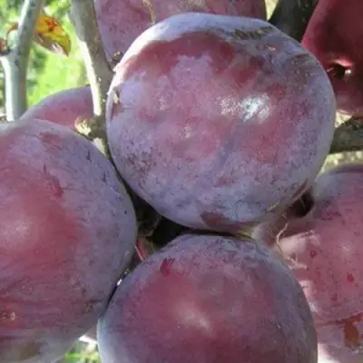 Слива ПАННА в Бресте