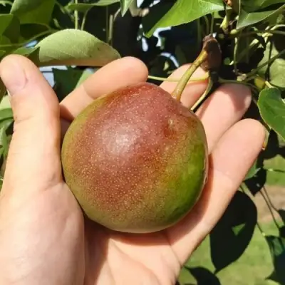 Груша КУПАЛА в Бресте