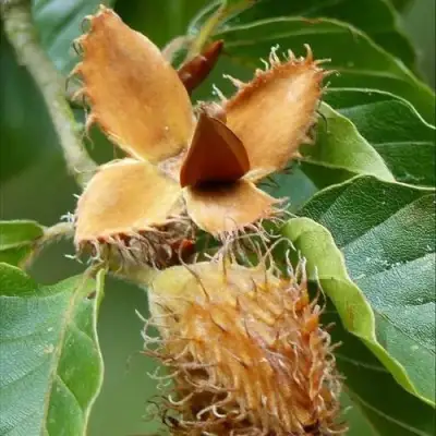 Бук обыкновенный в Бресте