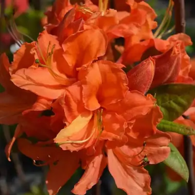 Азалия МАНДАРИН ЛАЙТС листопадная в Бресте