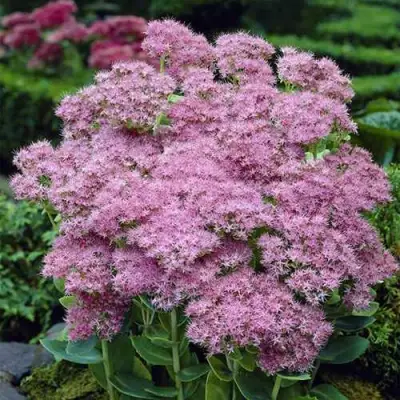 Очиток (седум) БРИЛЛИАНТ в Бресте