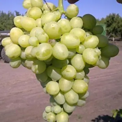 Виноград АРКАДИЯ в Бресте