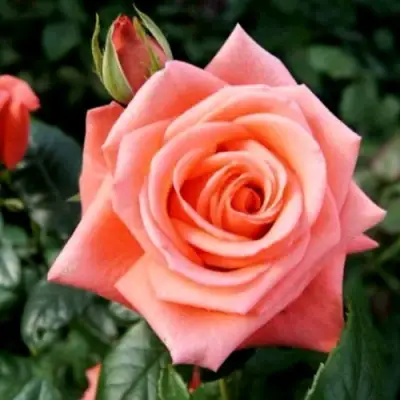 Роза ВАУ чайно-гибридная в Бресте