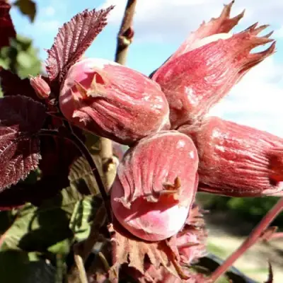 Фундук АЛЫЙ ПАРУС в Бресте